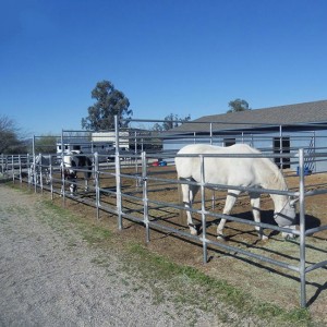 Horse-Fence (11)