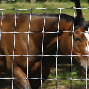 horse fence(5)
