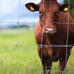 horse fence(6)